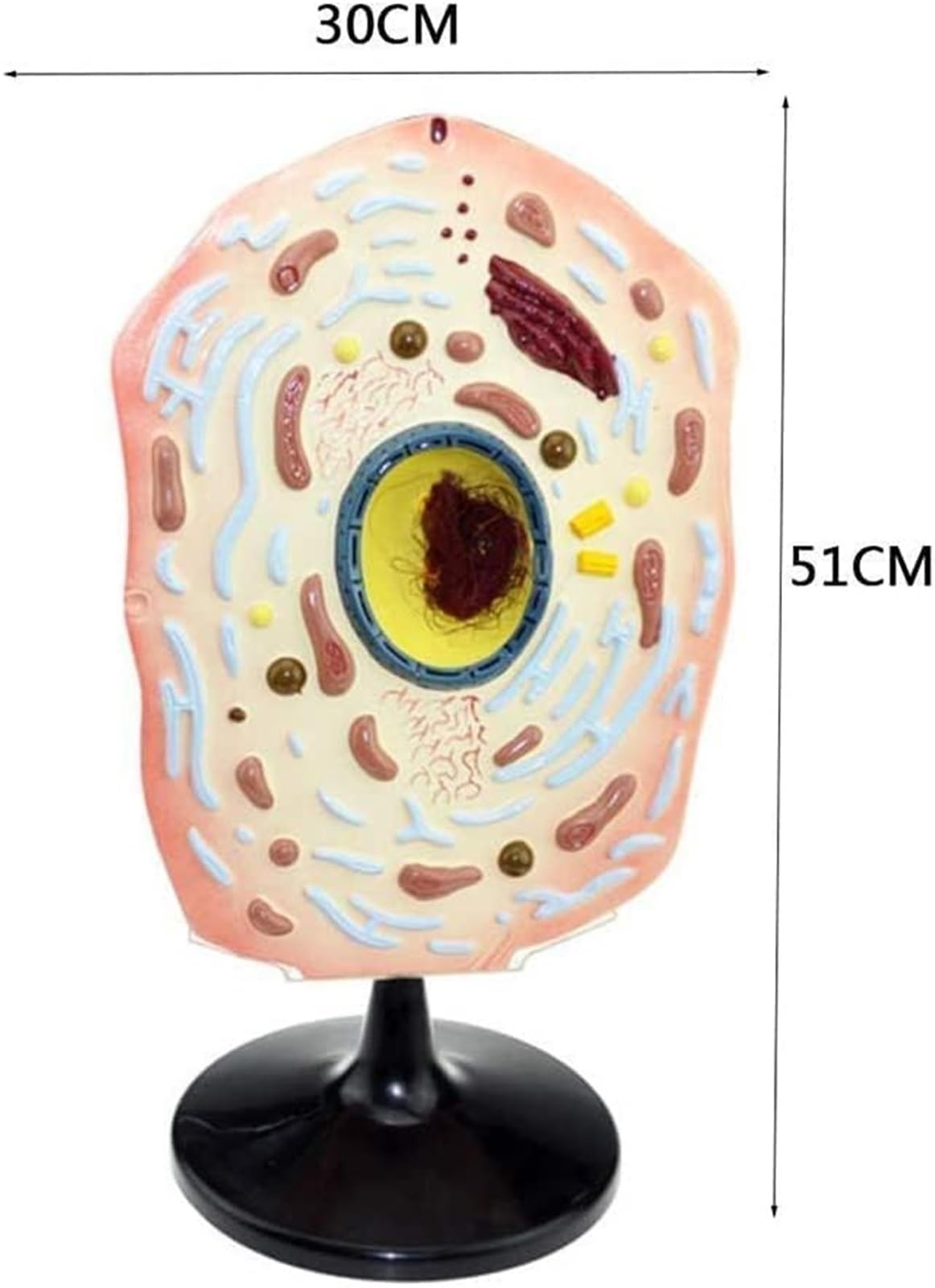 Modelo de enseñanza Modelo de enseñanza Modelo anatómico de célula Animal Modelo anatómico Animal científico Equipo de enseñanza de anatomía Celular biológica