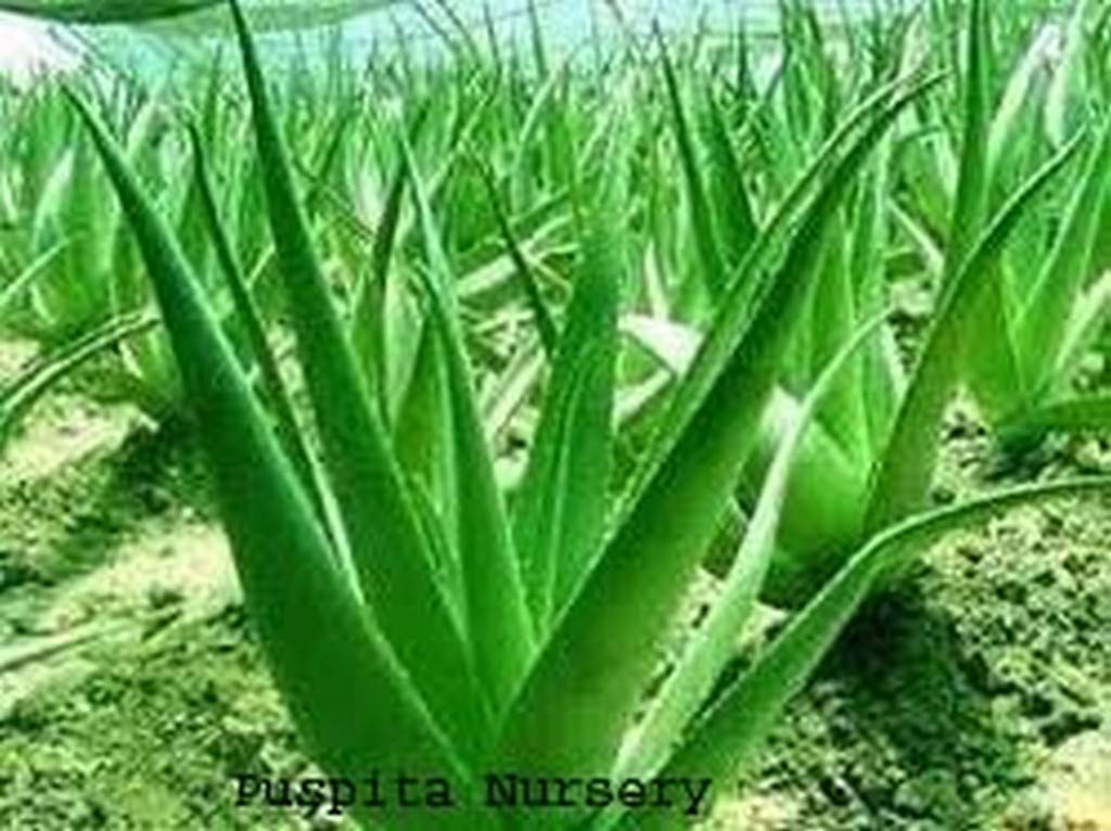 Creative Farmer Nursery Aloe Vera Live Medicinal Ayurvedic Plant With Fresh And Healthy Leaves (|PLANT-1-ALOVERA3258ll@) (B08Q8L5WGS) Amazon Price History, Amazon Price Tracker