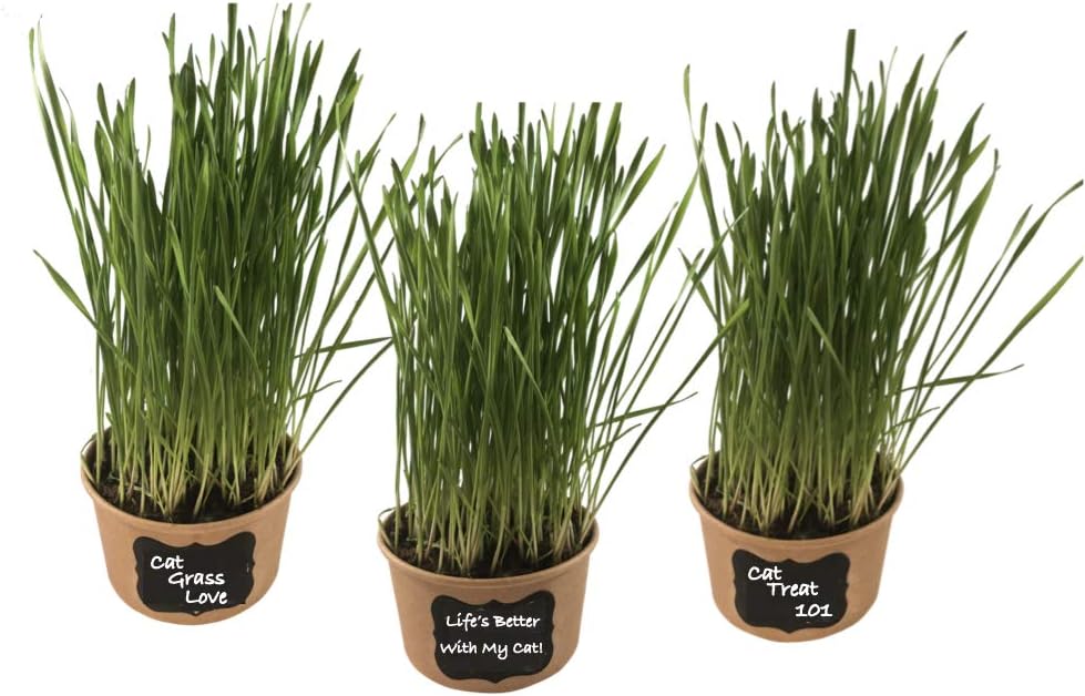Organic Non GMO Easy Cat Grass Kit (3 Pack) Just Add Water. Includes Wheatgrass Seed, Fibre Soil, Cups, Chalkboard Labels & Chalk. Your Pets Will Love This