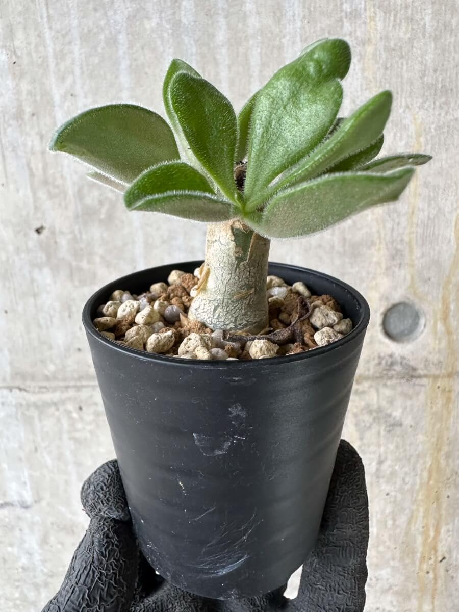 Amazon|【現品限り】チレコドン・パニクラータス【P30 Amazon|【現品限り】チレコドン・パニクラータス【P30
