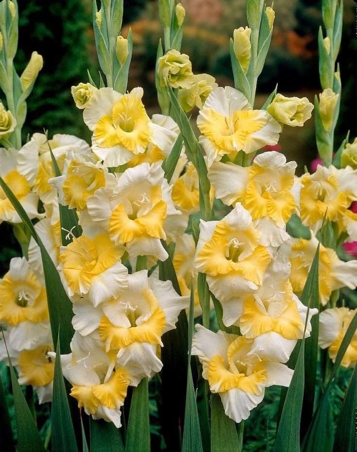 Radha Krishna Agriculture® Gladiolus Flower Bulbs All session Imported Vearty for Home and Gardening Pack of 5 bulbs (LITE YELLOW WHITE MIX)