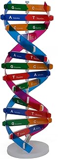 Brussel Kids DNA Model Double Helix Model Components Science Educational Teaching Toys Funny Genes DNA Models A