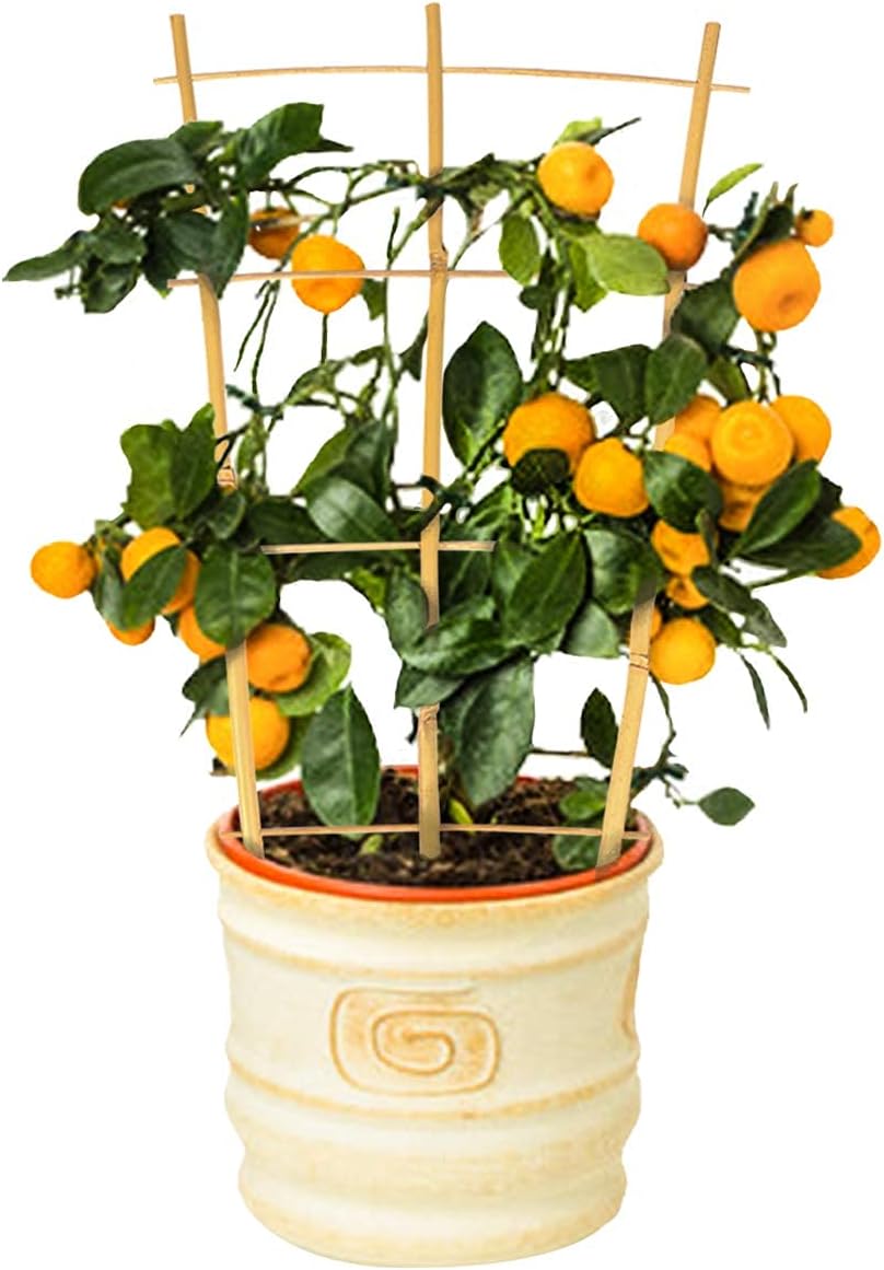 Cambaverd Trellis for Climbing Plants Indoor Outdoor, Natural Bamboo Trellis 24 Inch, 3 Pack Garden Trellis for Potted Plants, Ivy, Monstera, Houseplants