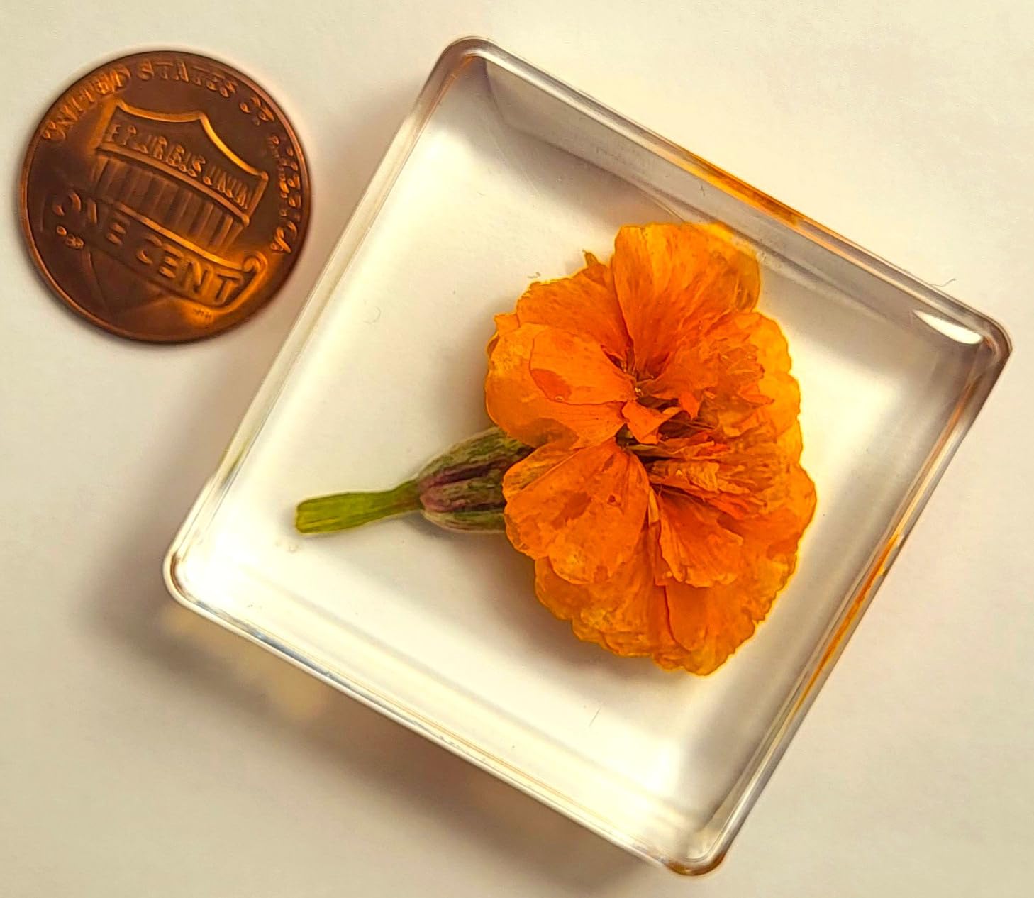 38mm Real French Marigold Flower in Crystal Clear Lucite Resin Specimen Botanist Herb Herbarium Tagetes Patula Collection for Botany Science Education & Desk Ornament Display Small Paperweight