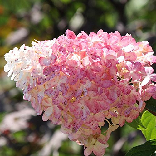 Pianta Ortensia Paniculata Vanille Fraise - Vaso Ø 18 Cm | Ortensia Vera Da Giardino - Foto 5