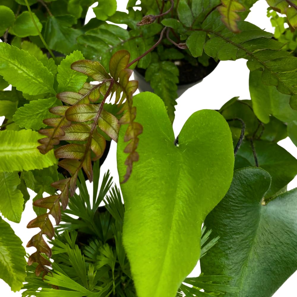 Amazon.co.jp: BubbleBlooms シダバラエティ詰め合わせ 6種類のシダ 2 Amazon.co.jp: BubbleBlooms シダバラエティ詰め合わせ 6種類のシダ 2