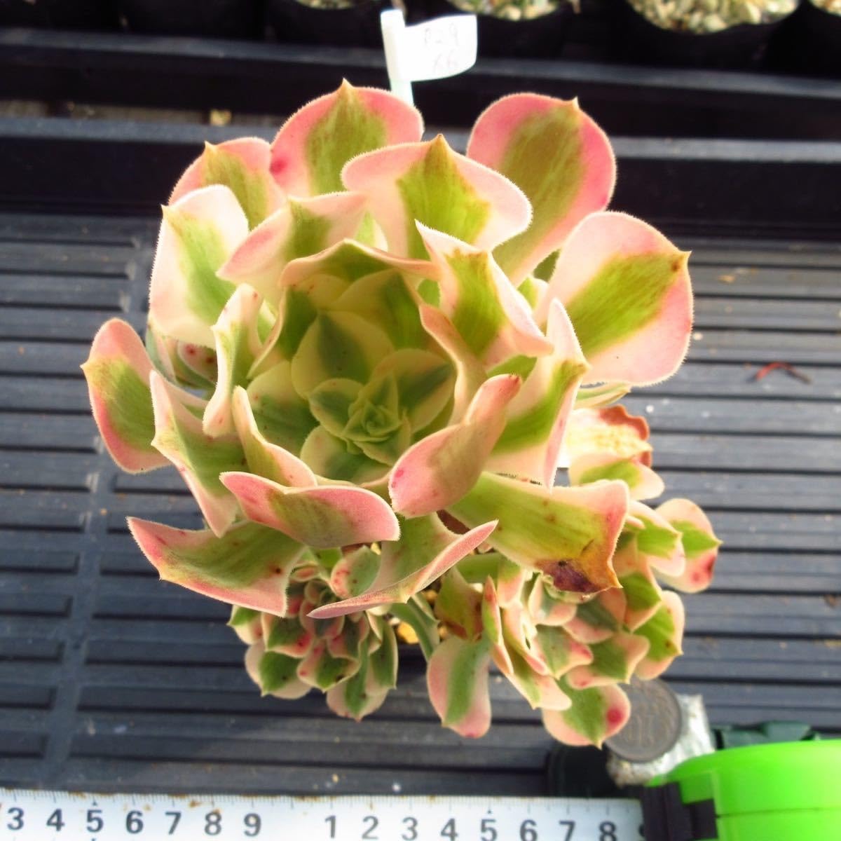 Amazon.co.jp: ！！多肉植物 アエオニウム ピンクウィッチ 6頭 特大 太