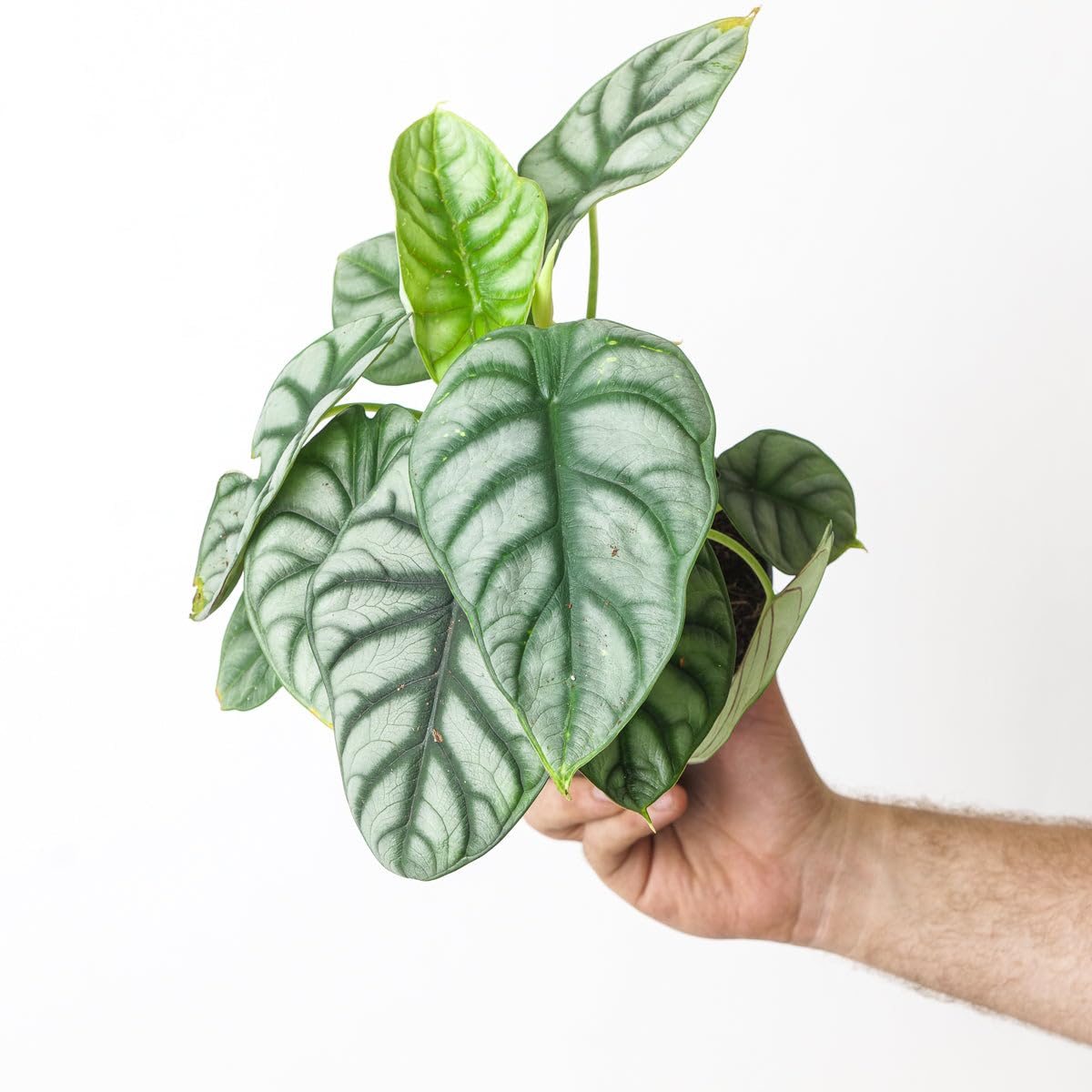 Alocasia 'Silver Dragon' - Rare Houseplant with Stunning Foliage 14cm