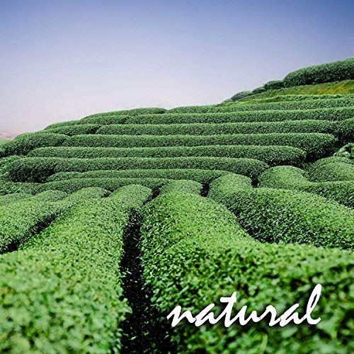 Té verde de Lima y Jengibre. Mezcla de sabor natural de té verde Sencha, sabores cítricos y especias. Ideal para tomar… - Imagen 4