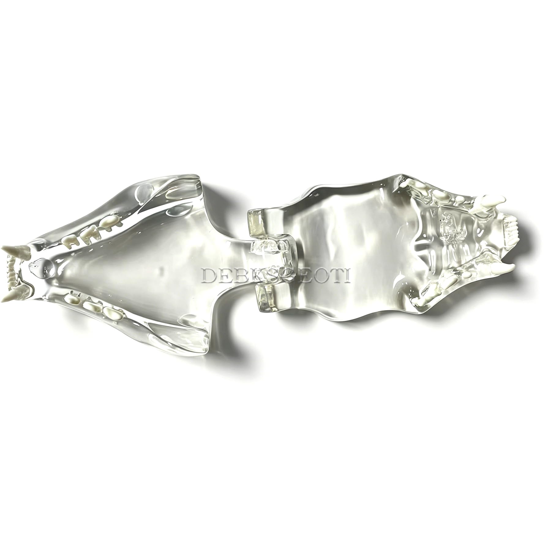Dental Cat Oral Typodont Modelo de dientes transparentes Clínica de mascotas Mandíbula de dientes anatómicos para caninos veterinarios Oficina Educación Decoración Demostrar (Modelo de