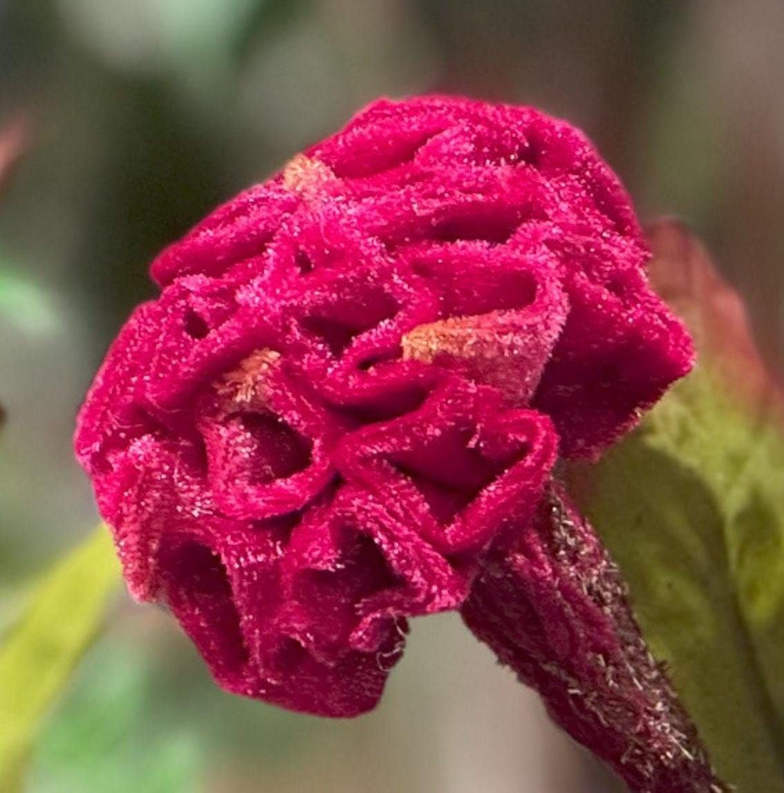 Celosia Live Flower Plant – Easy Care Garden Plant