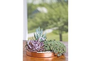 Medium Round Copper Plant Trays - 12" Succulent Display