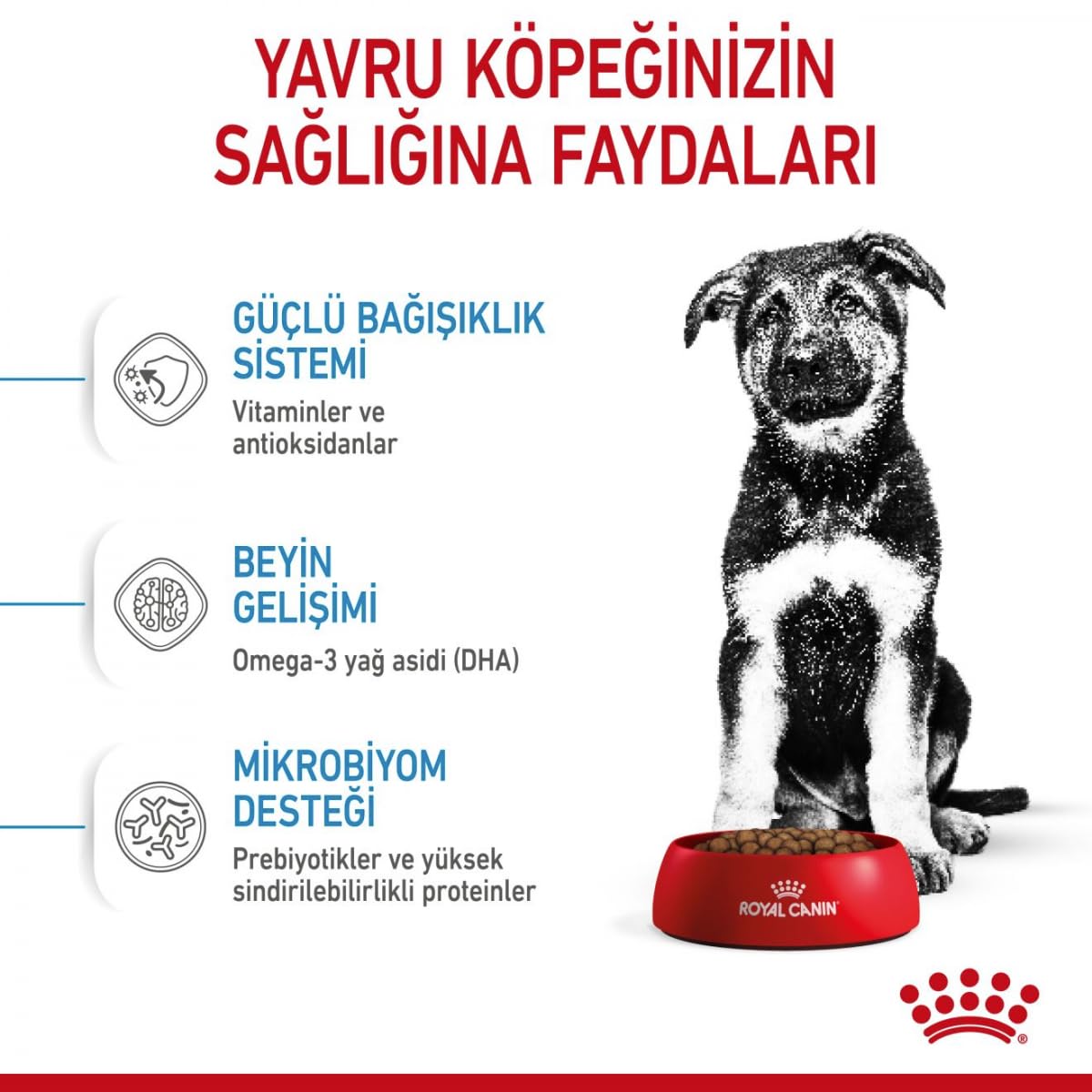 Royal Canin Alimento Cane Maxi Junior - 15000 gr