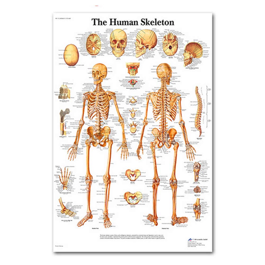 Rocita Lifelike Muscle Anatomy Poster - Multiple Uses - Laminated Paper in Silk Fabric - Skeletal System Poster