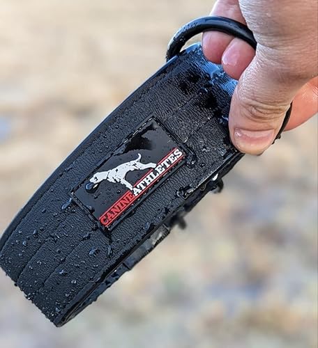 Miniatura 5 de Canine Athletes Collar para perro de trabajo resistente al agua AP-Sport de 2 pulgadas con mango de control de agitación (extra grande)