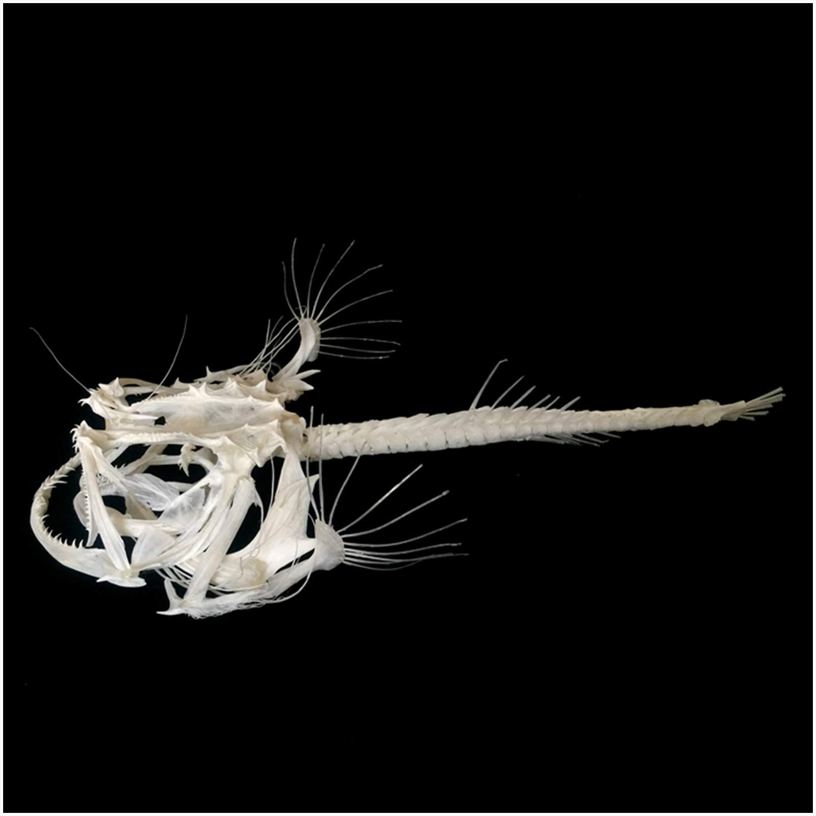 Sjdopulse Fish Skeleton Model - Monkfish Skeleton Specimen - Animal Skull Ornament - For Taxidermy Supplies Art Bone Vet Medicine Office Bar Decoration Collection (20Cm/7.8Inch)