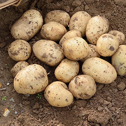 Seed Potato Organic Casablanca First Early Potatoes Grow Your Own Vegetables x 20 Tubers