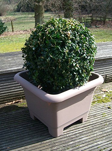 Deko-Impresion Pflanzkübel Julia Pflanztopf Blumentopf quadr. 38 cm Sandfarben