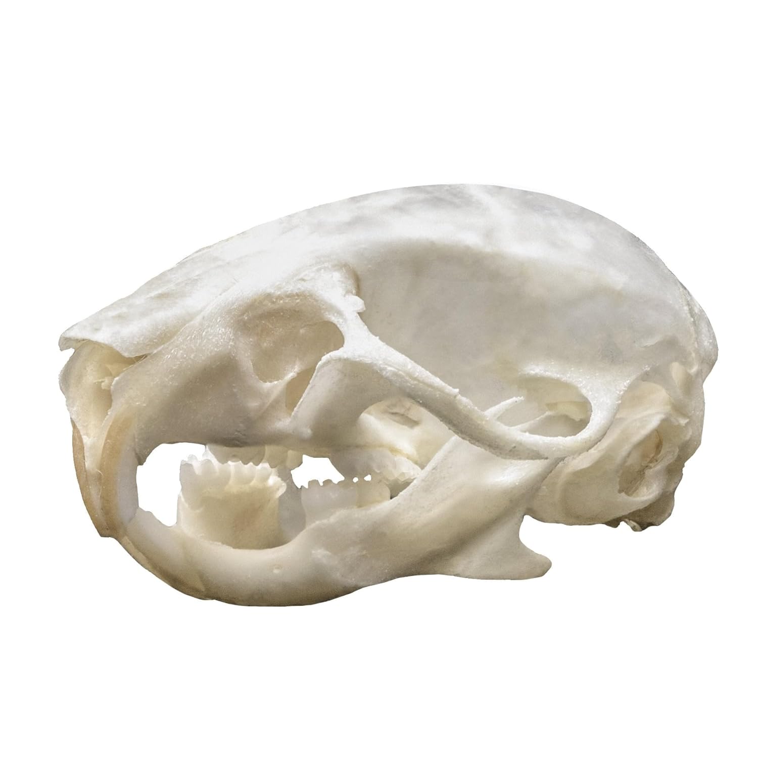 Real Mouse Skull B Quality