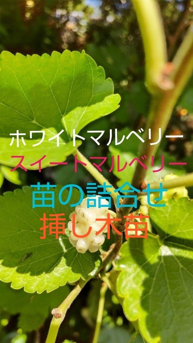 桑の実の苗※スイートマルベリー ITANSE マルベリー(桑の木) 鈴なり