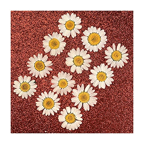 Dreafly 12pcs Fleurs pressées Fleurs séchées Fleurs artificielles de Marguerite pour la Fabrication de Bijoux d'art d'ongle gaufrage résine époxy Artisanat Fleurs de Marguerite Mini pour Bricolage v Cover