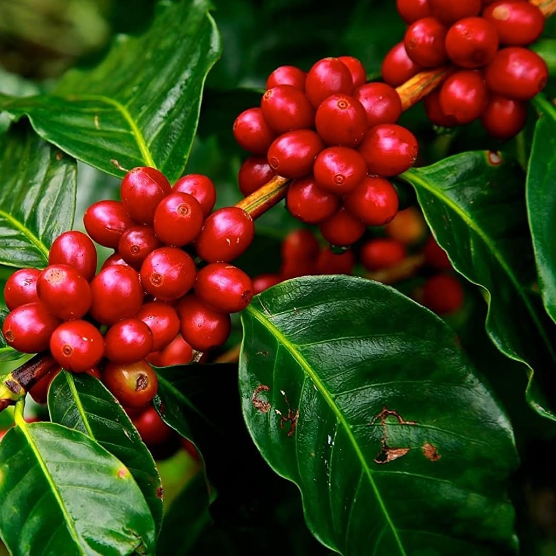 M-Tech Gardens Rare Coffee Plant (Chandragiri Coffee, Hybrid) Exotic 1 Live Plantaion Crop Plant (B076VNY4CZ) Amazon Price History, Amazon Price Tracker