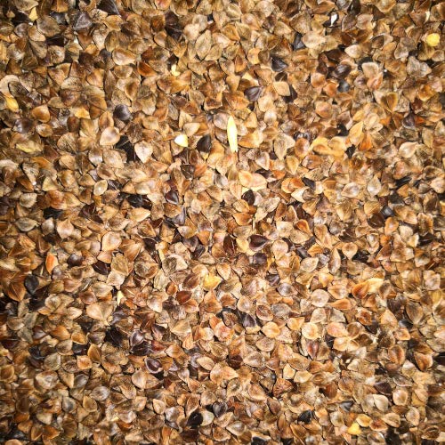 Eurital Buchweizen 5 kg für Vögel, Nager, Scheine, Hunde und Pferde