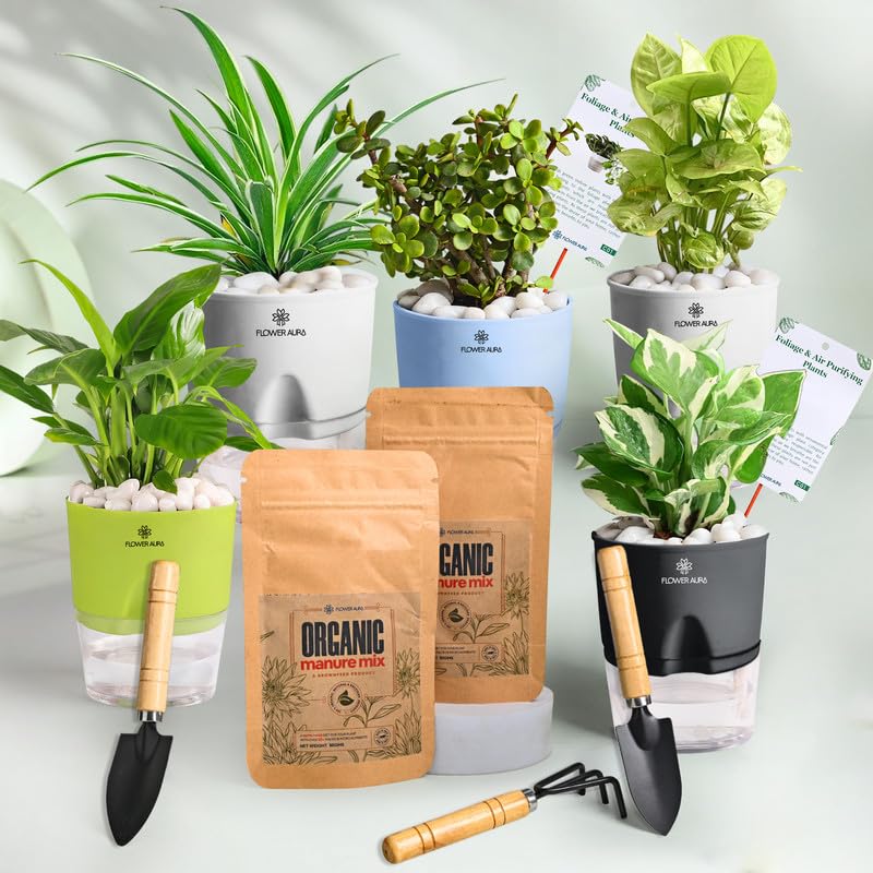 FlowerAura Air Purify Combo of 5 - Peace Lily, Syngonium, White Pothos, Spider & Jade Live Indoor Plants In Self Watering Pots With 2 Manure & Tool Kit For Balcony, Living Room, Home & Office Decor