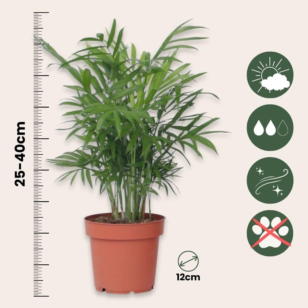 Plant in a Box - Plantes d'intérieur 'Entretien facile' - Set de 4 - Très facile d'entretien - Pot 12cm - Hauteur 25-40cm - Sansevieria, Chamaedorea, Ctenanthe, Clusia