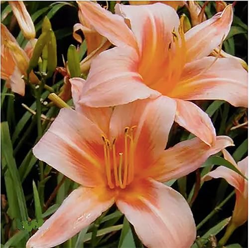 Pink Daylily - Planta de raíz desnuda, perenne resistente para la zona 4, delicadas flores rosadas, bajo mantenimiento, ideal para pleno sol o