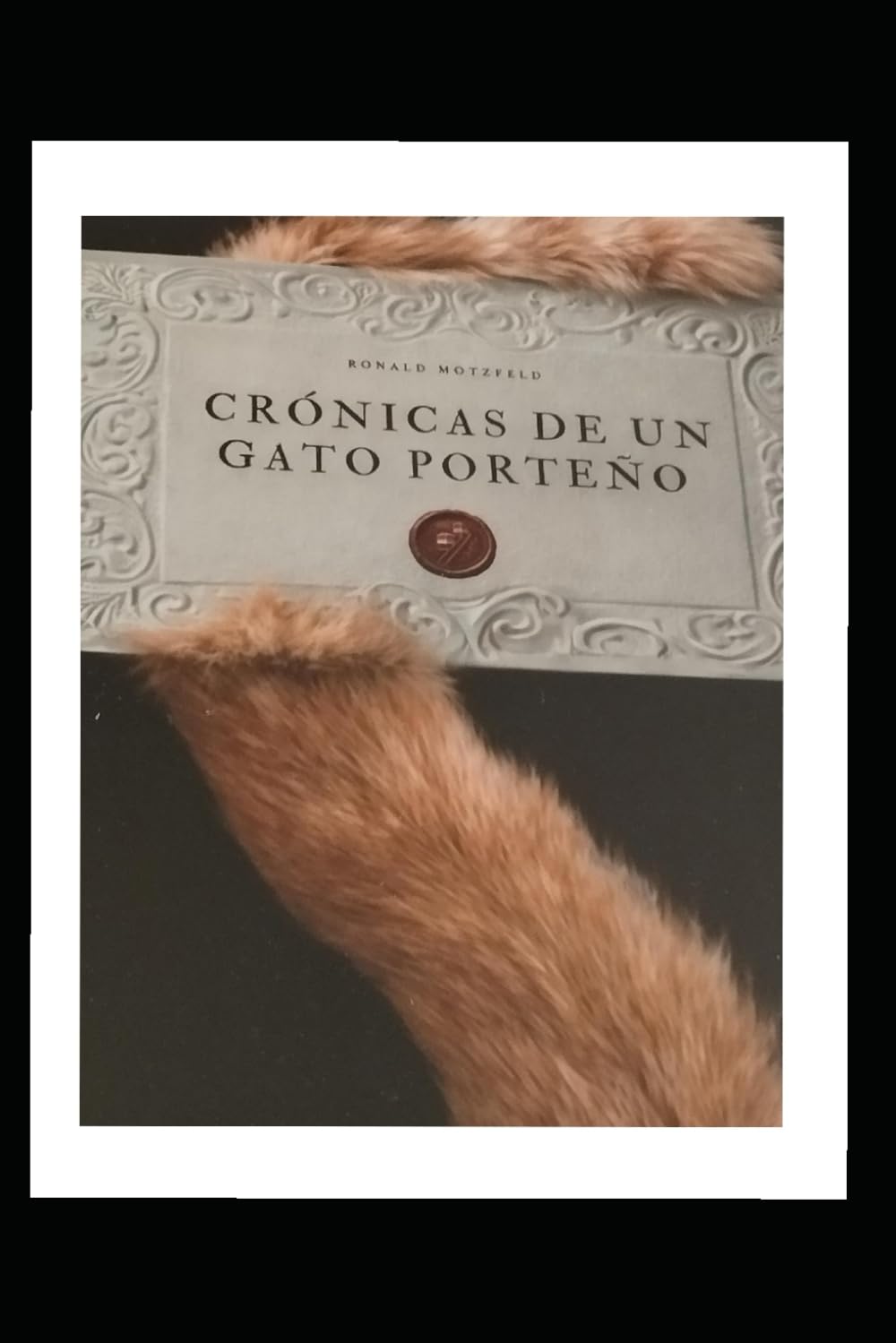 Crónicas de un gato porteño
