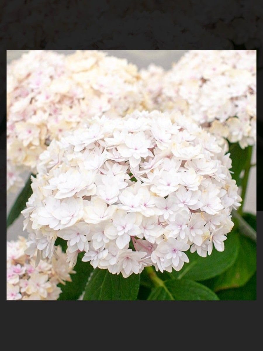 ☘️⑦紫陽花　抜き苗 紫陽花 抜き苗 発根あり 一本 【公式通販】