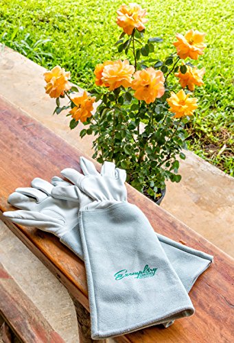 Rose Pruning Gloves for Men and Women. Thorn Proof Goatskin Leather Gardening Gloves with Long Cowhide Gauntlet to Protect Your Arms Until The Elbow (Extra Small) - Thumbnail 4