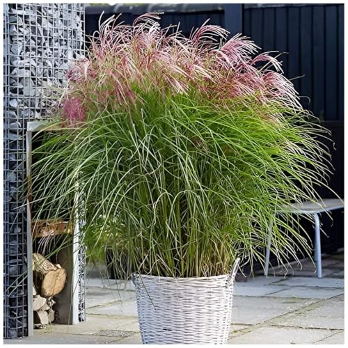 Stauden Gänge 1 x Miscanthus sinensis Red Cloud im 1 Liter Topf (Ziergras/Gräser/Winterhart/Mehrjährig/Staude) Rotes Chinaschilf - Eine Farbexplosion aus natürlicher Anmut
