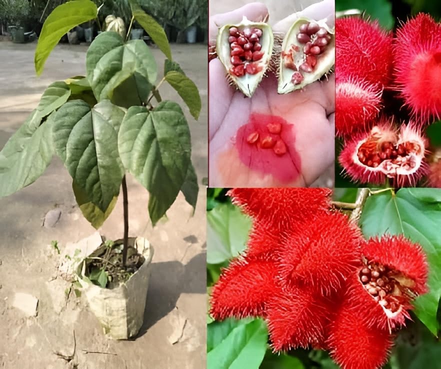 Oxiflora®Sindoor Plant Decorative PlantHybrid - 1 Healthy Live Easy To Grow Real Indoor Plant For Home, In Nursery Grow Bag For Home Garden.