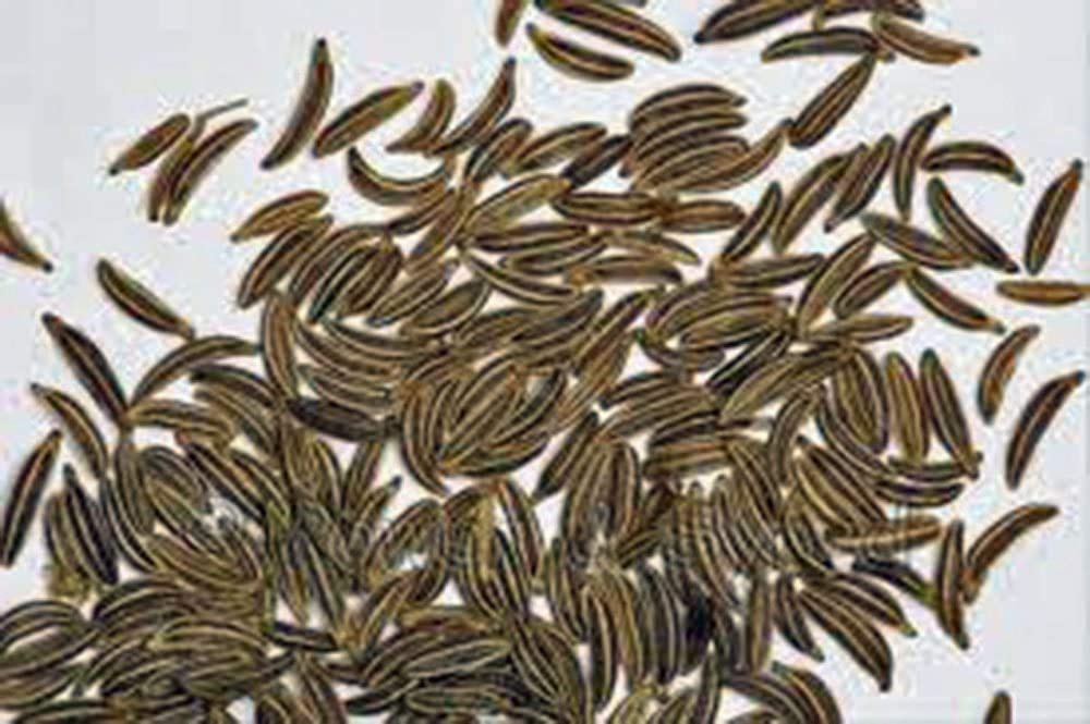 Amazon.com : Caraway Seeds, Herb, 500+ Seeds, Non GMO, You Can Use Seeds,  Plant and Roots on This Herb : Patio, Lawn & Garden