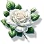 Rose White