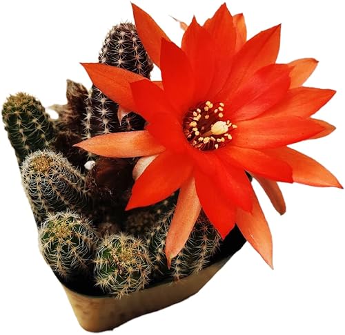 Miniatura 10 de Plantas de cactus vivos para decoración del hogar (cactus de maní Echinopsis de 2 pulgadas)