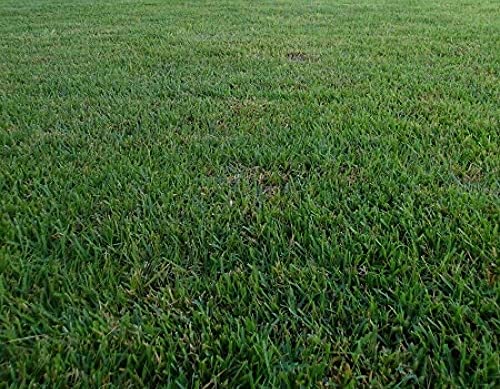 zenith zoysia grass seed 50 lb bag