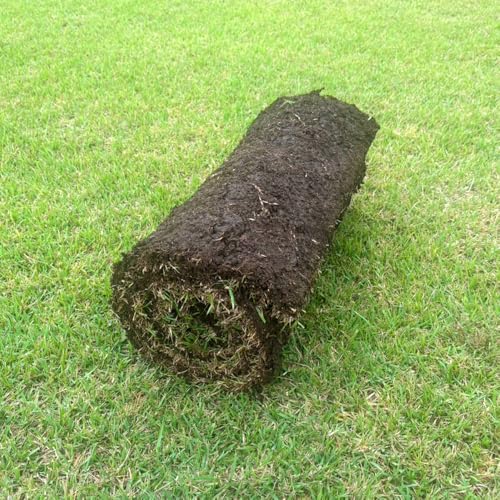 裾野芝 (野芝) 10ロール (10m2) ノシバ シバ 芝生 天然 庭 庭園 ガーデニング