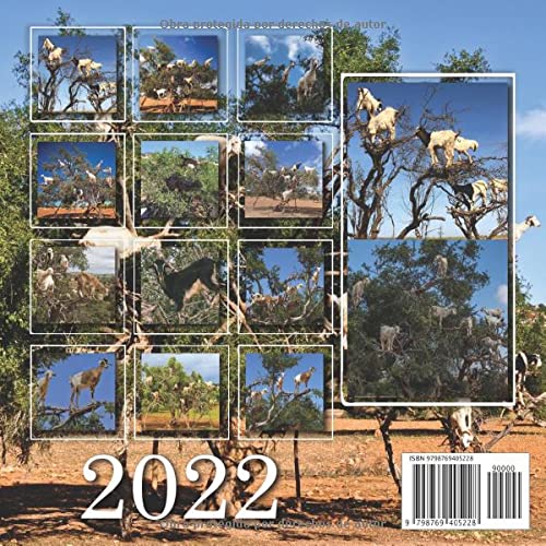 Miniatura 2 de Cabras En Los Árboles Calendario 2022 Calendario 12 meses 2022 - 8.5 x 8.5 in cuando está cerrado y 8.5 x 17.0 in abierto - Organización