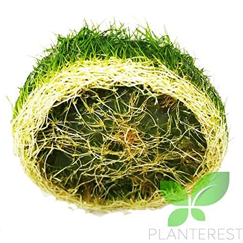 Dwarf Hairgrass Eleocharis Sp 1 Mini Tissue Culture Cup Freshwater Live Aquarium Plants Decoration Buy2Get1Free #TOP2