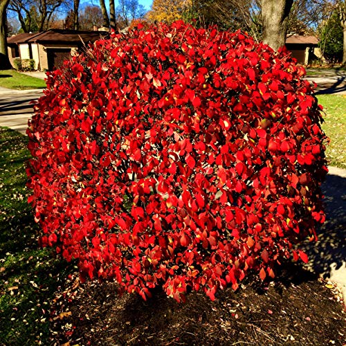 Burning Bush Shrub- 50 Seeds #TOP14