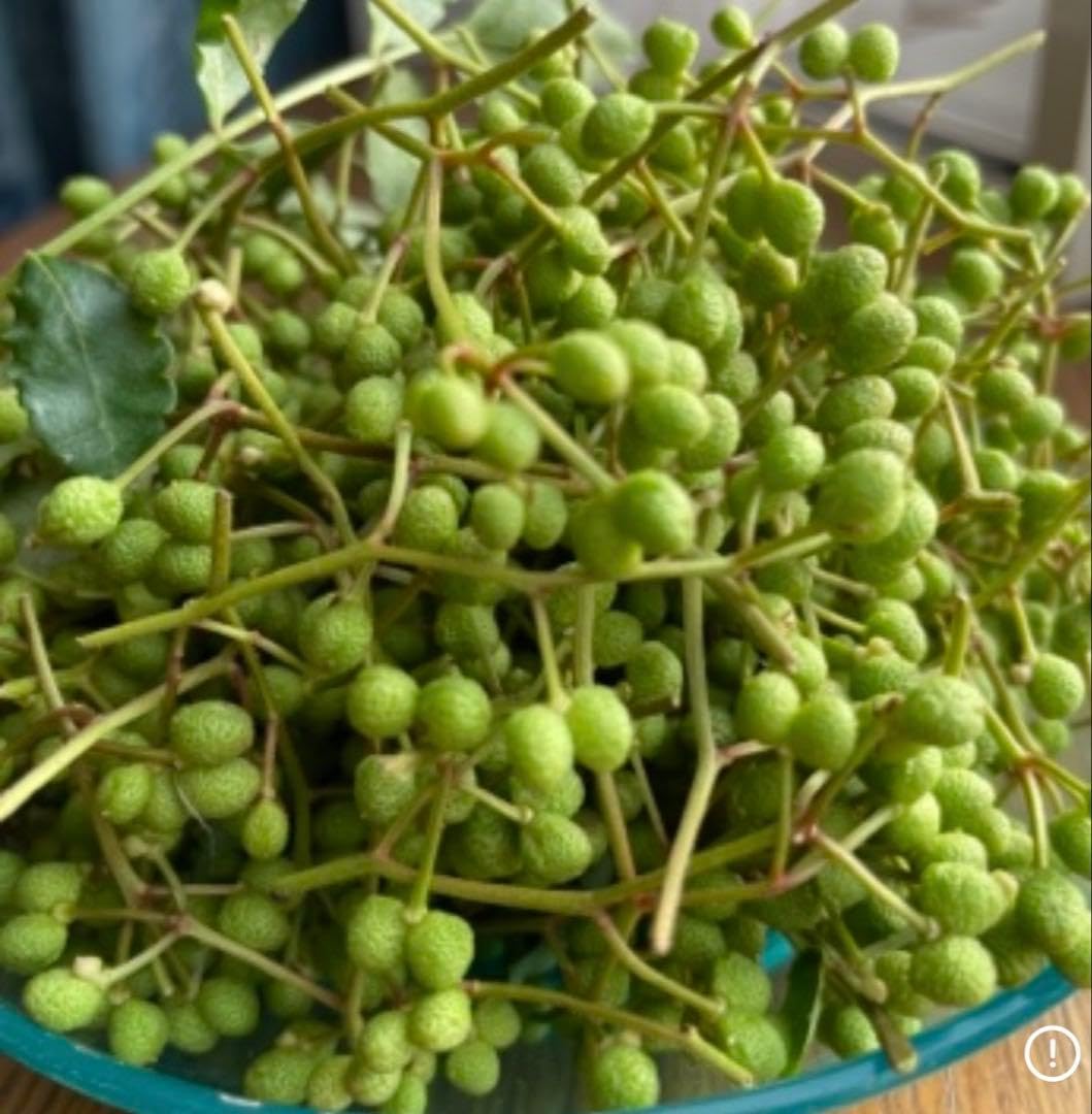 Amazon｜無農薬 実山椒︎100g｜観葉植物 オンライン通販