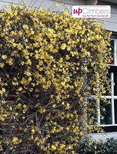 Blumen-Senf Winterjasmin 60-70cm Gelbe Blüten Kletterpflanze