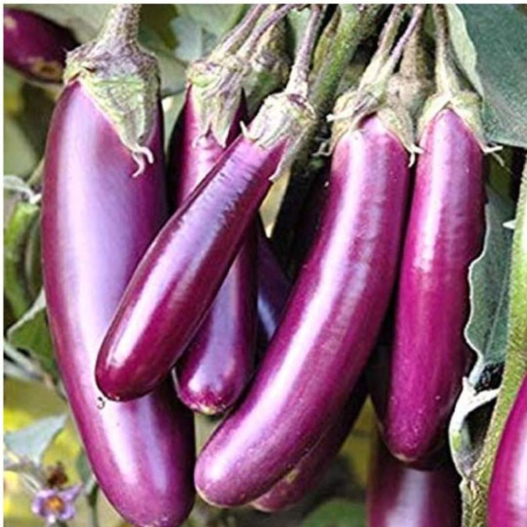 Seed Basket Brinjal Seeds Pack of 7 Varieties | 400+ Hybrid & Non-GMO Seeds | 90%+ Germination | Ideal for Home Gardening, Terrace Farming, and Vegetable Planting - Image 8 thumbnail