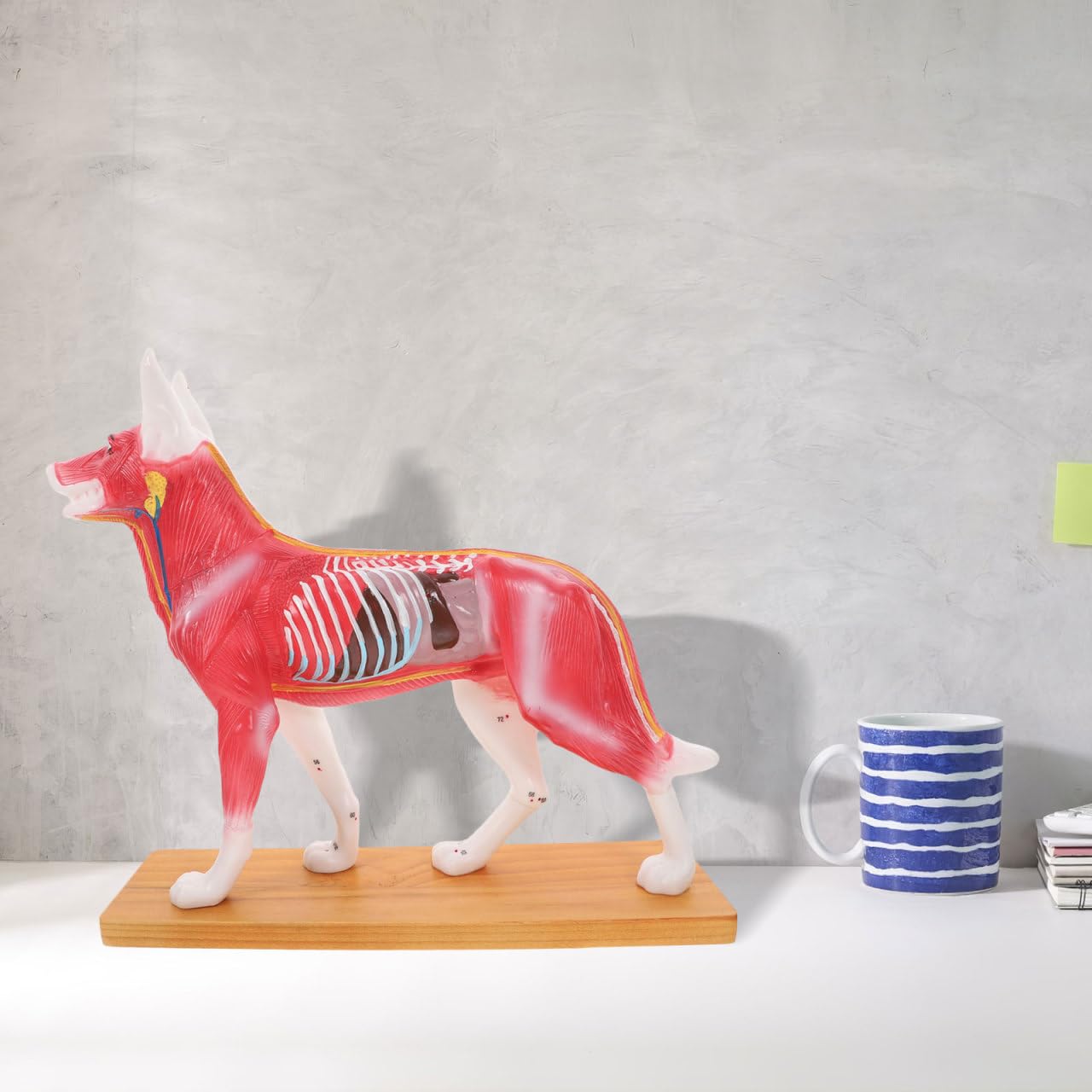 Canine Acupuncture Point Model for Veterinary Teaching Detailed Dog Anatomy Model for Acupuncture Techniques for Schools and Animal Studies