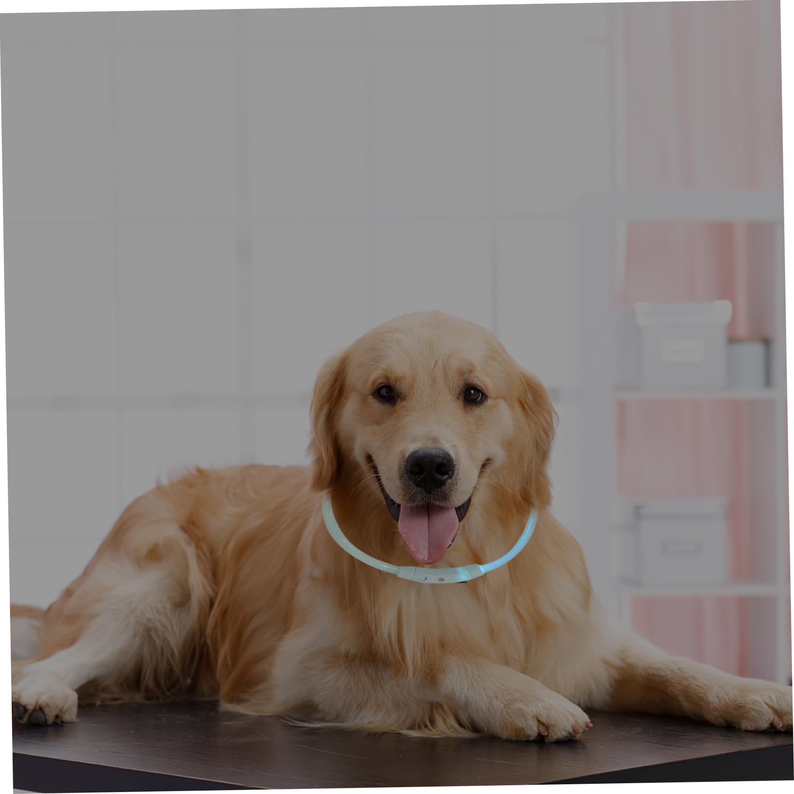 3 Piezas Collar De Mascota Collar Perro Pequeño USB Lámpara De Seguridad El Plastico