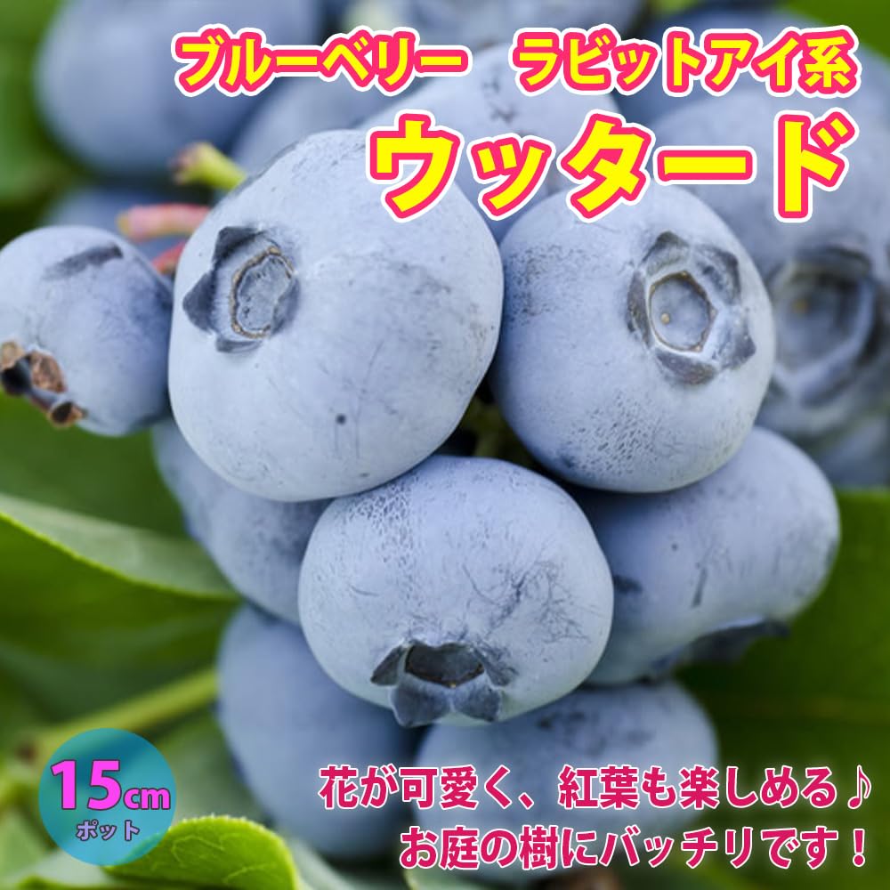 Amazon.co.jp: ITANSE ブルーベリー苗木15cmポット(挿し木苗)【1
