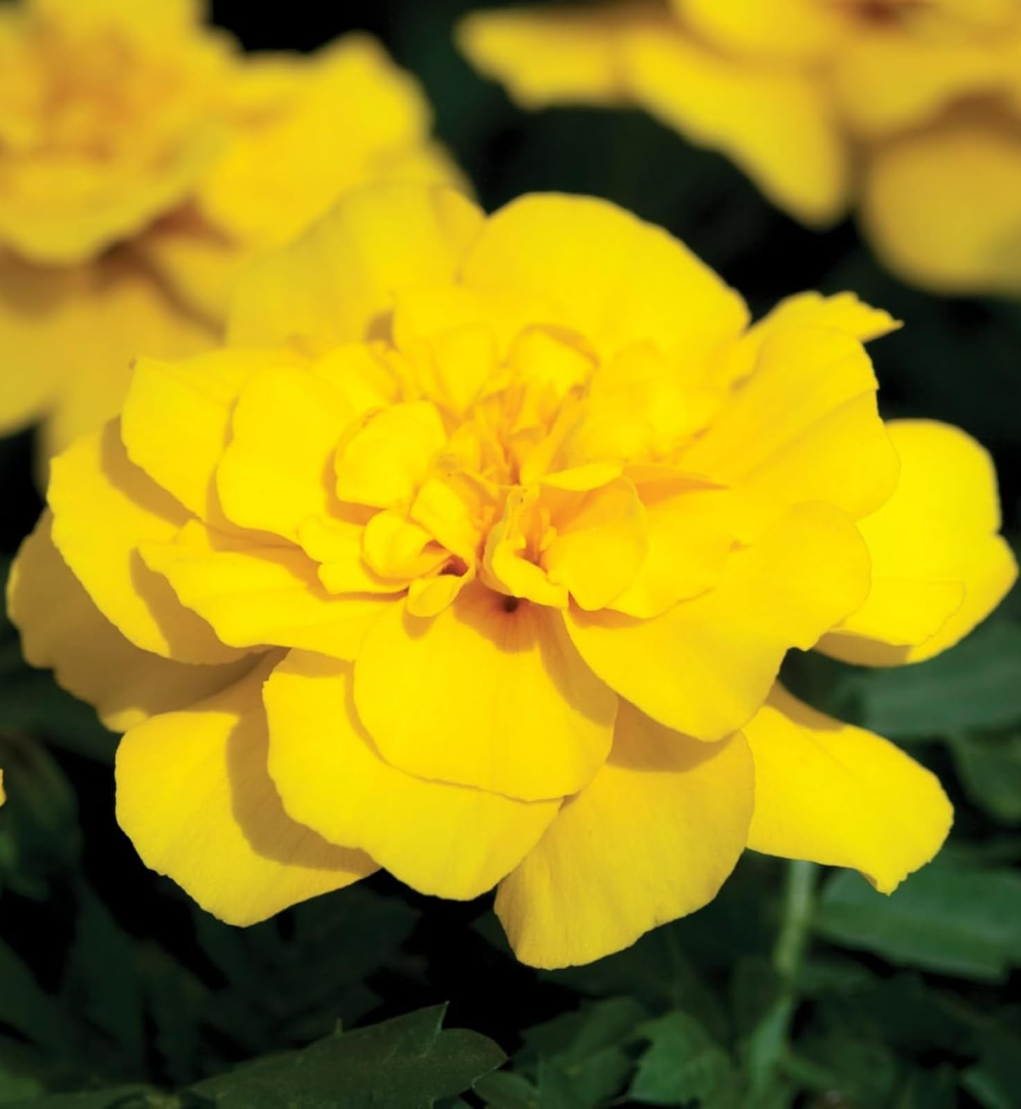 Carbeth Plants Marigold Bedding Plants - 3 x 6 Pack French Yellow Bedding Plant Outdoor Garden Ready — image 1